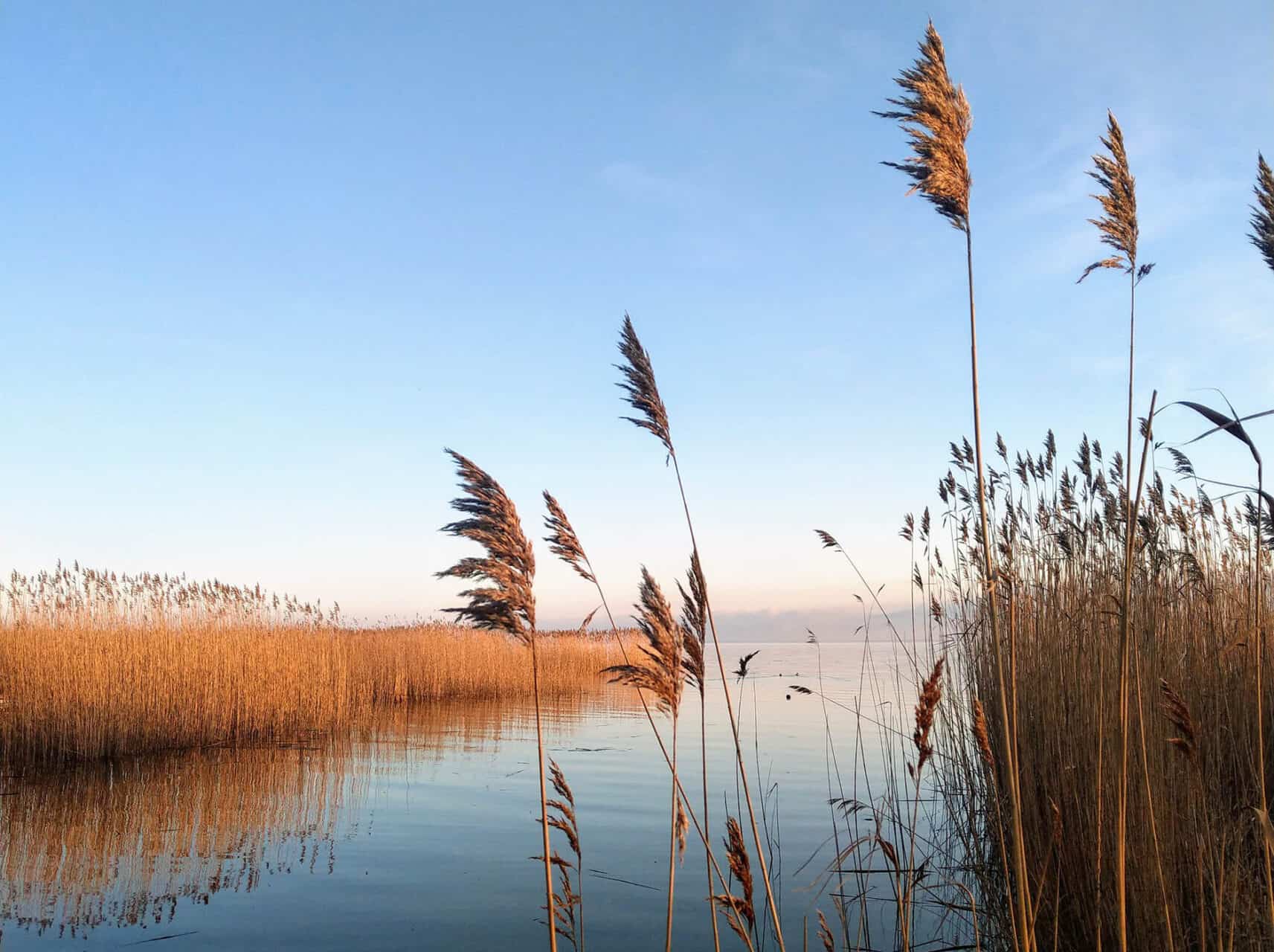 achterwasser-an-einem-herrlichen-sommermorgen