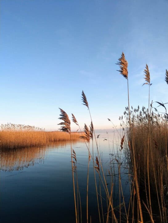 achterwasser-an-einem-herrlichen-sommermorgen