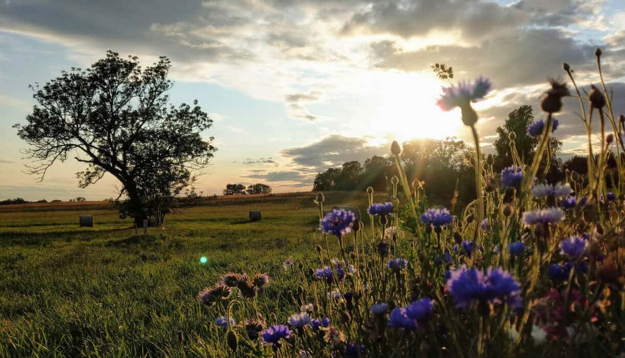 das-usedomer-umland-herrliche-wiesen-und-natur