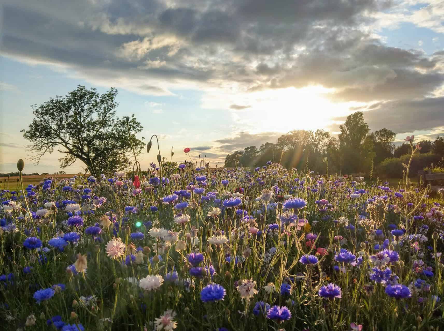 typische-usedomer-bluehende-sommerwiese