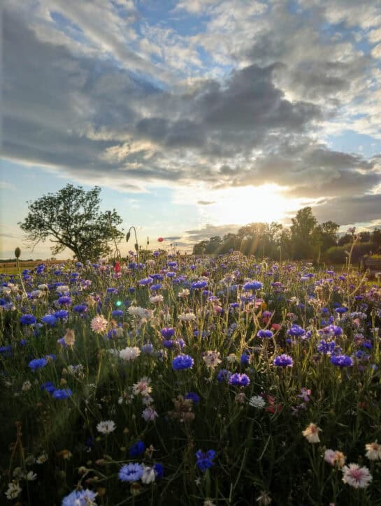 typische-usedomer-bluehende-sommerwiese