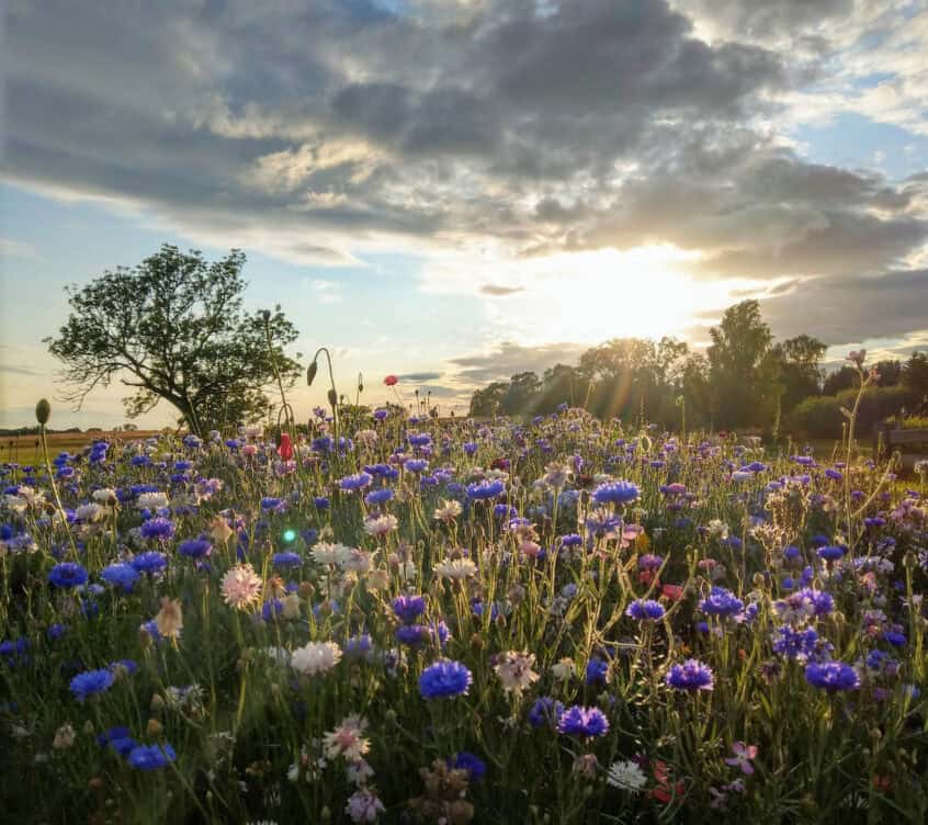 typische-usedomer-bluehende-sommerwiese